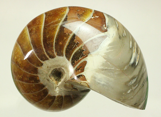 一部遊色あり！オウムガイの魅力を余すとこなく表現した希少ユニーク標本です。(Nautilus)（その2）