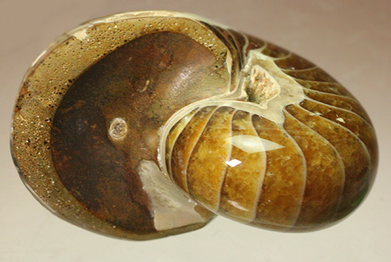 一部遊色あり！オウムガイの魅力を余すとこなく表現した希少ユニーク標本です。(Nautilus)（その3）