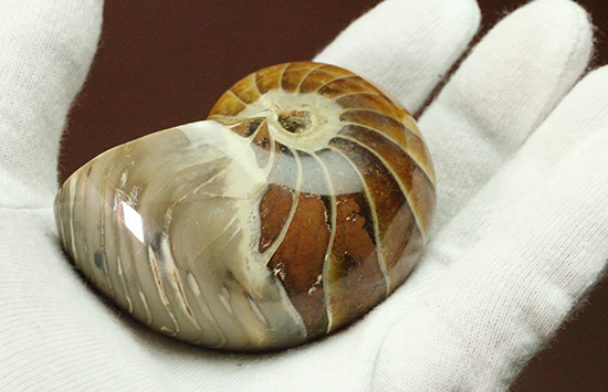 一部遊色あり！オウムガイの魅力を余すとこなく表現した希少ユニーク標本です。(Nautilus)（その4）