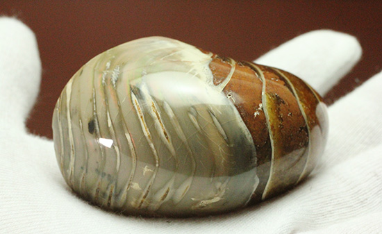 一部遊色あり！オウムガイの魅力を余すとこなく表現した希少ユニーク標本です。(Nautilus)（その5）