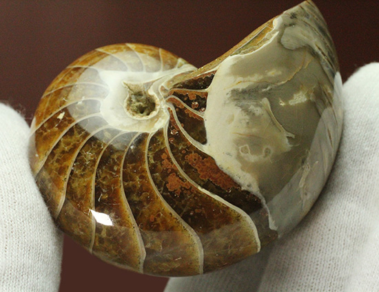 一部遊色あり！オウムガイの魅力を余すとこなく表現した希少ユニーク標本です。(Nautilus)（その7）