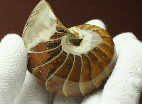 一部遊色あり！オウムガイの魅力を余すとこなく表現した希少ユニーク標本です。(Nautilus)（その8）