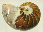 一部遊色あり！オウムガイの魅力を余すとこなく表現した希少ユニーク標本です。(Nautilus)