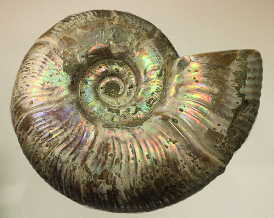 威風堂々！デスモセラス科プゾシアのずっしりと重いイリデッセンス標本