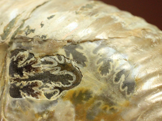 威風堂々！デスモセラス科プゾシアのずっしりと重いイリデッセンス標本（その7）