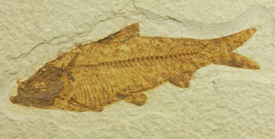 まるで泳いでいるかのよう。細部まで保存された魚化石ナイティア（その14）
