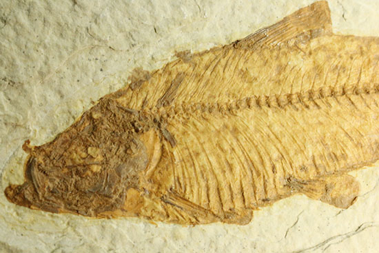 まるで泳いでいるかのよう。細部まで保存された魚化石ナイティア（その15）