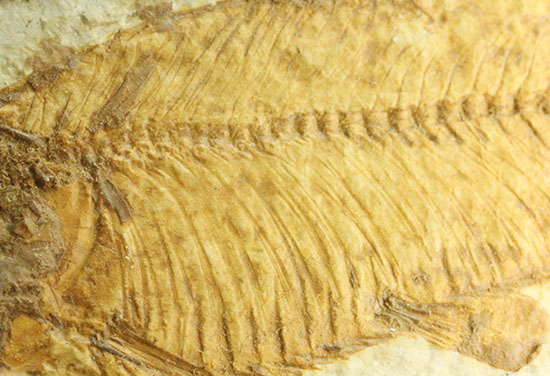 まるで泳いでいるかのよう。細部まで保存された魚化石ナイティア（その16）