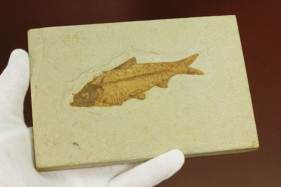 まるで泳いでいるかのよう。細部まで保存された魚化石ナイティア(その17)