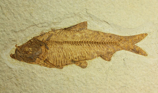 まるで泳いでいるかのよう。細部まで保存された魚化石ナイティア（その2）