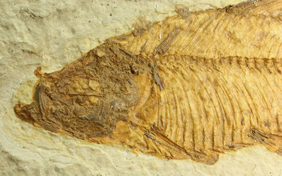 まるで泳いでいるかのよう。細部まで保存された魚化石ナイティア（その3）