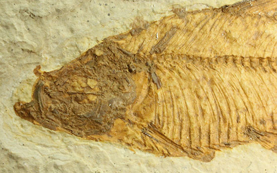 まるで泳いでいるかのよう。細部まで保存された魚化石ナイティア(その3)