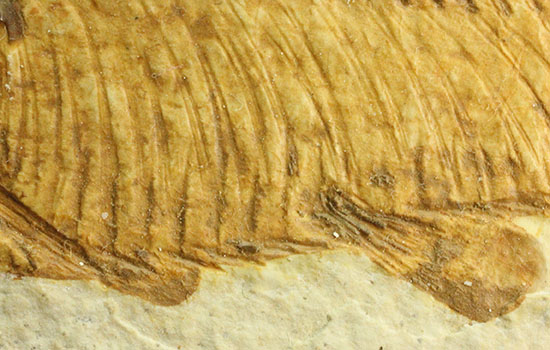 まるで泳いでいるかのよう。細部まで保存された魚化石ナイティア（その4）