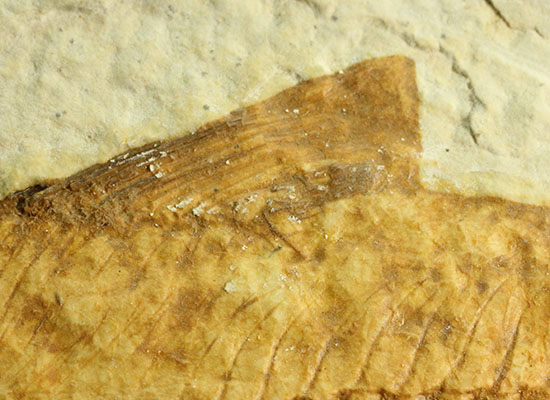 まるで泳いでいるかのよう。細部まで保存された魚化石ナイティア(その5)