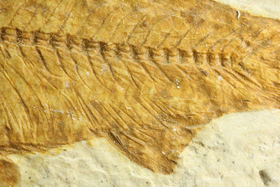 まるで泳いでいるかのよう。細部まで保存された魚化石ナイティア（その6）