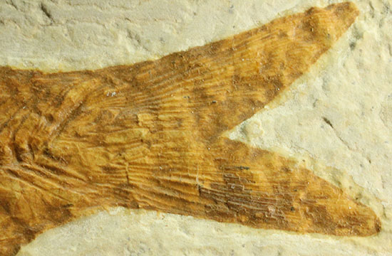 まるで泳いでいるかのよう。細部まで保存された魚化石ナイティア(その7)