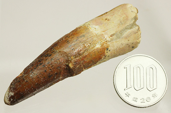 カーブ計測7センチを超える、スピノサウルス(Spinosaurus)の歯化石（その12）
