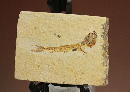 プレゼントにも！愛らしいサイズのモロッコ産魚化石（その18）