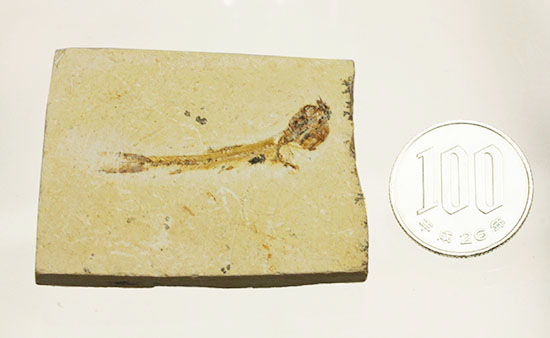 プレゼントにも！愛らしいサイズのモロッコ産魚化石（その19）