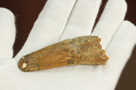 太いタイプです!北アフリカの荒くれ者、肉食恐竜スピノサウルスの歯化石(Spinosaurus)(その10)