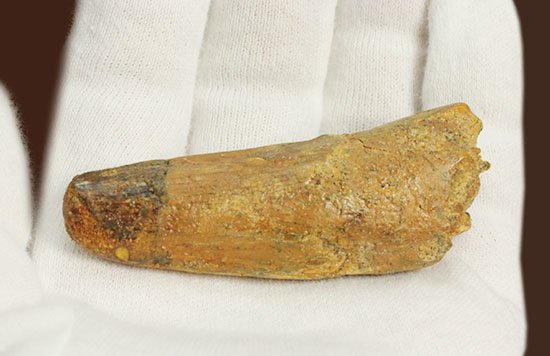 太いタイプです!北アフリカの荒くれ者、肉食恐竜スピノサウルスの歯化石(Spinosaurus)(その11)