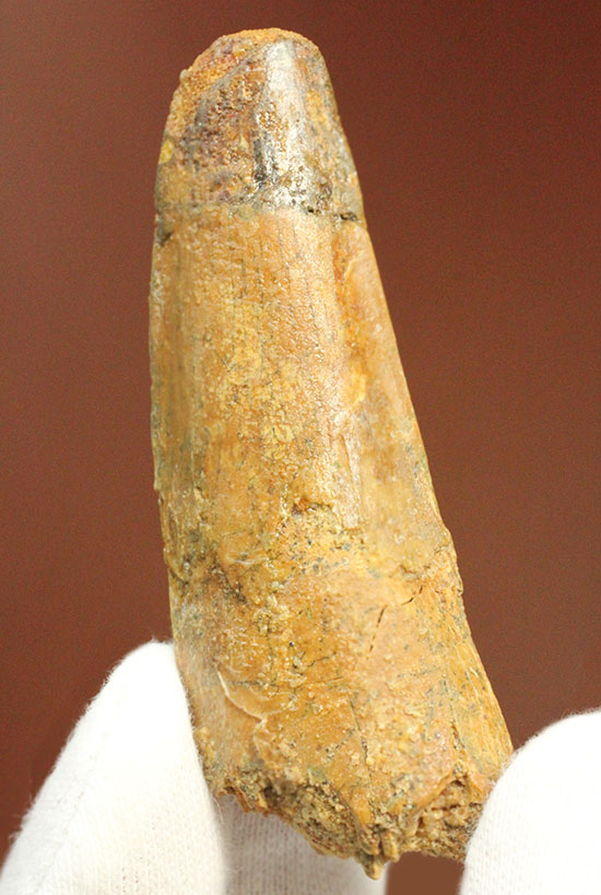 太いタイプです!北アフリカの荒くれ者、肉食恐竜スピノサウルスの歯化石(Spinosaurus)(その12)