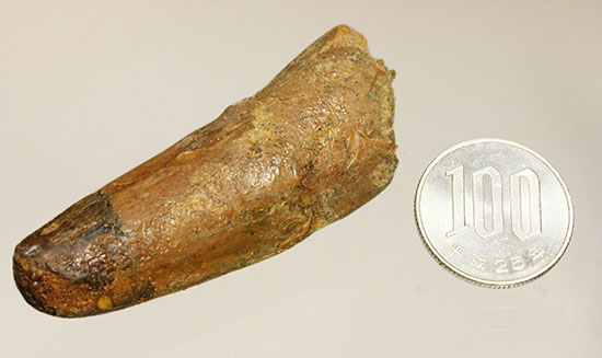 太いタイプです!北アフリカの荒くれ者、肉食恐竜スピノサウルスの歯化石(Spinosaurus)(その13)