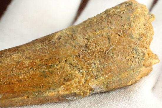 太いタイプです!北アフリカの荒くれ者、肉食恐竜スピノサウルスの歯化石(Spinosaurus)(その8)