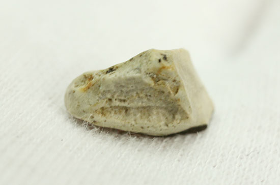 希少。ハドロサウルス科カモノハシ恐竜クリトサウルスの歯化石