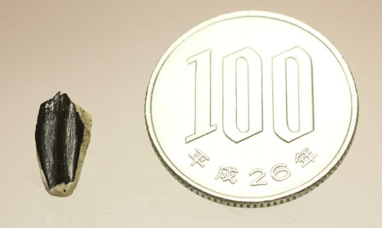 希少。ハドロサウルス科カモノハシ恐竜クリトサウルスの歯化石