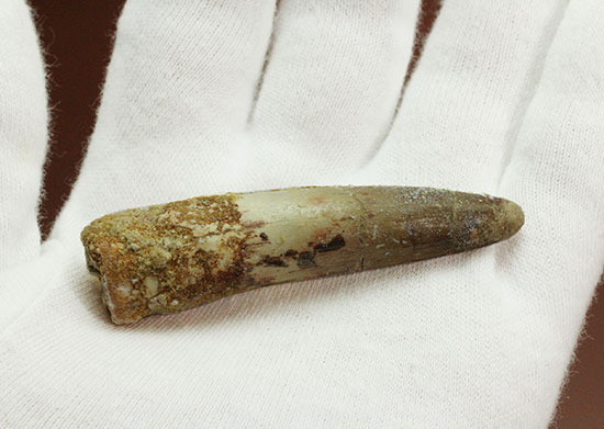 スレンダータイプ、エナメル質が保存されたスピノサウルスの歯化石(Spinosaurus)(その5)