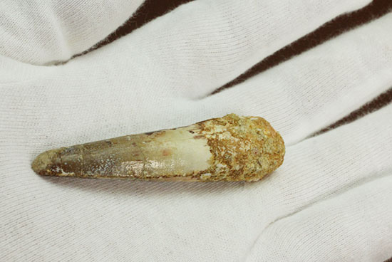 スレンダータイプ、エナメル質が保存されたスピノサウルスの歯化石(Spinosaurus)(その8)