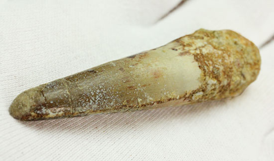 スレンダータイプ、エナメル質が保存されたスピノサウルスの歯化石(Spinosaurus)(その9)