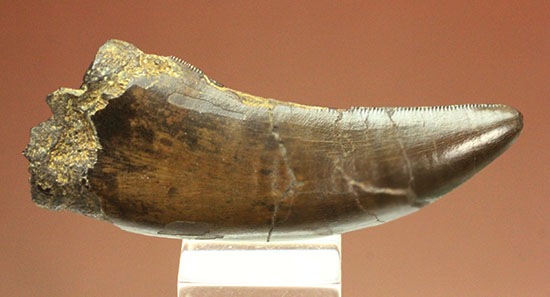 流れるような弧を描く、良形のティラノサウルス・レックスの歯化石（ダークブラウン）（その11）