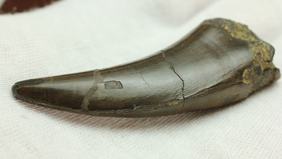流れるような弧を描く、良形のティラノサウルス・レックスの歯化石（ダークブラウン）（その7）