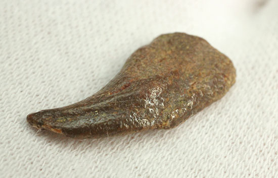 希少！ほぼ完全な形で保存された、翼竜の鋭い爪化石（その10）