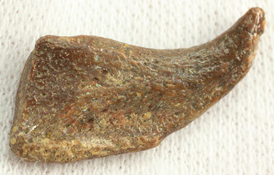 希少！ほぼ完全な形で保存された、翼竜の鋭い爪化石（その11）