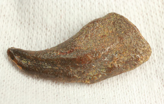 希少！ほぼ完全な形で保存された、翼竜の鋭い爪化石（その12）