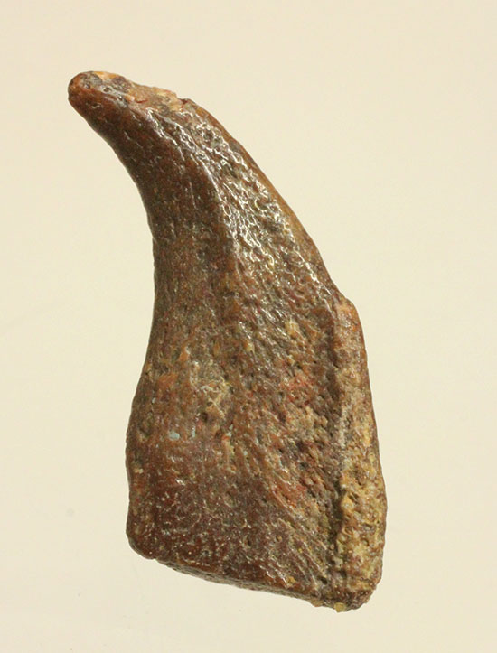 希少！ほぼ完全な形で保存された、翼竜の鋭い爪化石（その14）