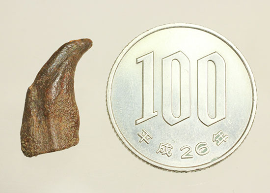希少！ほぼ完全な形で保存された、翼竜の鋭い爪化石（その16）