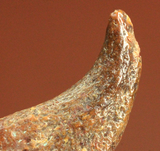 希少！ほぼ完全な形で保存された、翼竜の鋭い爪化石（その2）
