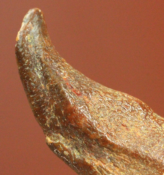 希少！ほぼ完全な形で保存された、翼竜の鋭い爪化石（その4）