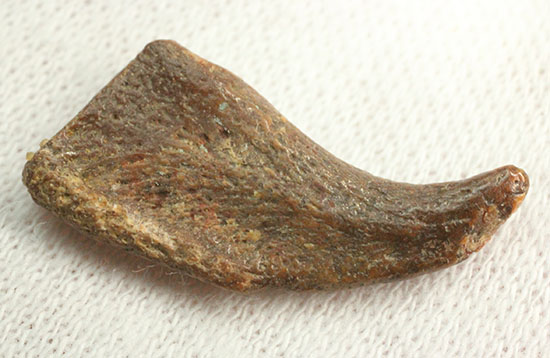 希少！ほぼ完全な形で保存された、翼竜の鋭い爪化石（その5）