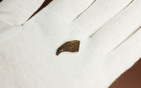 希少！ほぼ完全な形で保存された、翼竜の鋭い爪化石（その6）