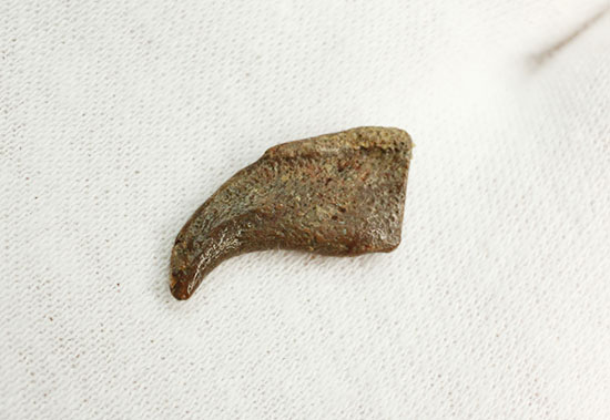 希少！ほぼ完全な形で保存された、翼竜の鋭い爪化石（その7）