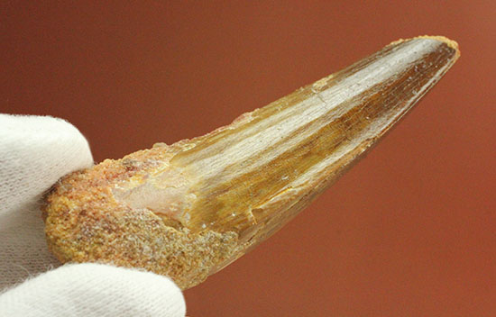 北アフリカ大陸に繁栄した白亜紀肉食恐竜スピノサウルスの歯化石(Spinosaurus)(その10)