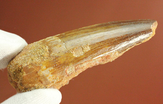北アフリカ大陸に繁栄した白亜紀肉食恐竜スピノサウルスの歯化石(Spinosaurus)(その2)