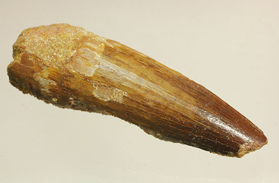 北アフリカ大陸に繁栄した白亜紀肉食恐竜スピノサウルスの歯化石(Spinosaurus)(その3)
