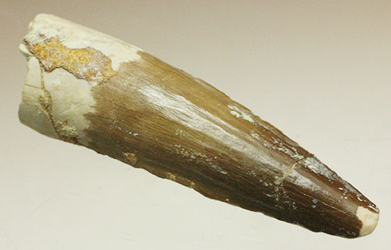 筋模様が鮮明に保存された、伸びやかなスピノサウルスの歯化石(Spinosaurus)（その1）