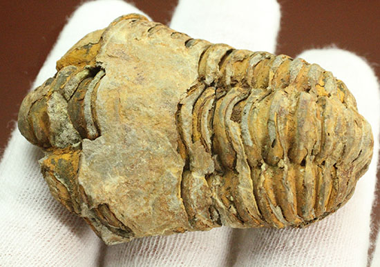 古代のイモムシ三葉虫、体節が保存されたカリメネ(Calymene sp.)（その1）